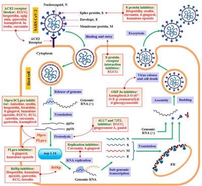 A Review of Medicinal Plants with Antiviral Activity Available in Bangladesh and Mechanistic Insight Into Their Bioactive Metabolites on SARS-CoV-2, HIV and HBV